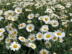 field of white medicinal chamomile