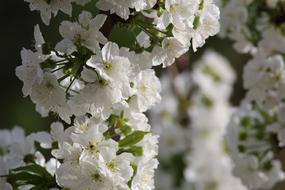 branches with white beautiful flowers at spring