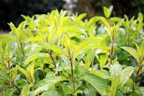 Peppermint Plant Herbal