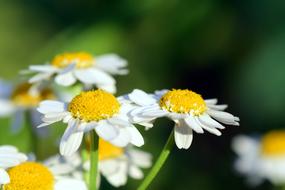 yellow and white Chamomile Flowers