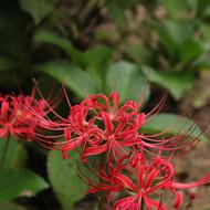 Lycoris Squamigera Flowers red