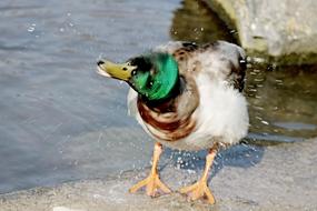 portrait of mallard Drake shakes off water