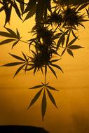 Marijuana and yellow sunset