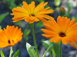 Calendula Orange Marigold flowers