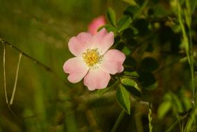 pink spring flower in nature