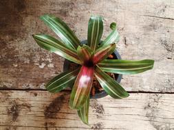 potted plant with colorful leaves on wooden table, top view