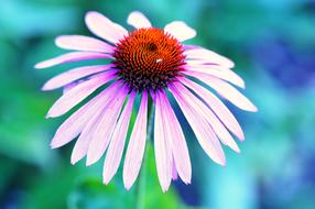 Coneflower violet flower