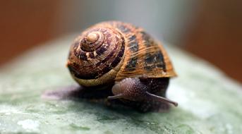 small Snail Shell