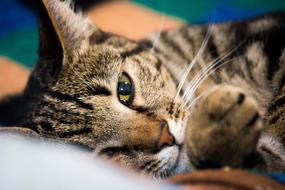 Cat Beautiful play