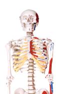 Human Model