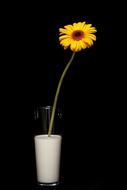 one Flower Yellow Daisy