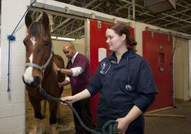 Veterinarians Horse