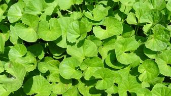 Plant Herb Medicinal