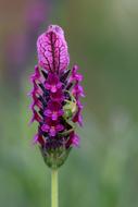 macro photo of a medicinal lavender bud