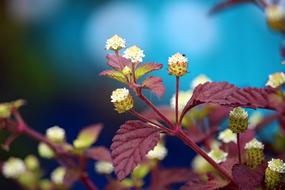 Plant Sweet Cabbage