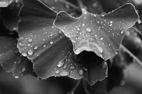 Ginkgo Leaves Black White