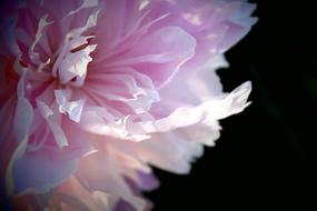 pink Peony Macro