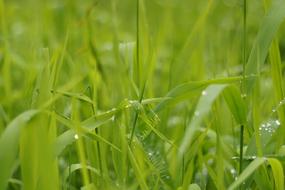 raindrops on green lush grass