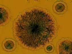 virus bacteria germ cell drawing