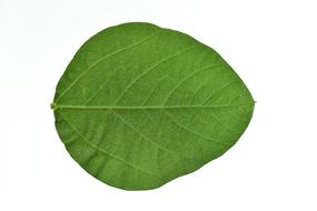 Soy Leaves Green drawing