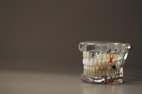 human jaw model