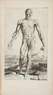 andreas vesalius anatomica drawing