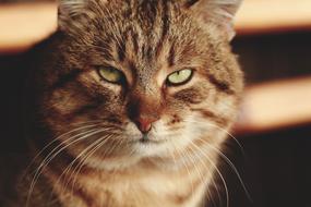 Adorable Care cat