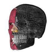 skull 3d anatomy drawing