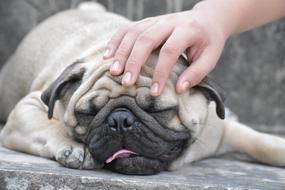 cute sleeping pug