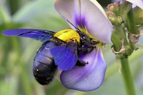 amazing Insect Bee