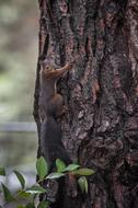 beautiful brown squirrel climbs a tree trunk