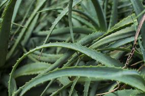 Green Aloe Leafs