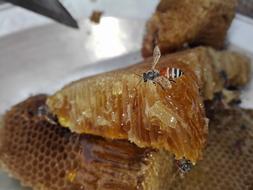 bees on honeycombs