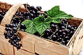 amazing Currant Black Berries