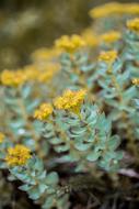yellow Succulent Flowers