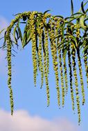 Yellow Hemp Datisca