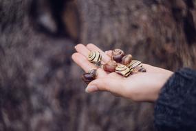 Animals snails hand