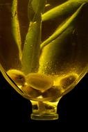 olives in a bottle with oil