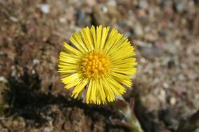 Tussilago Spring Medicinal flowers
