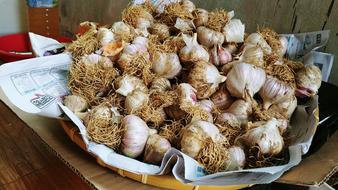 white Garlic Harvest