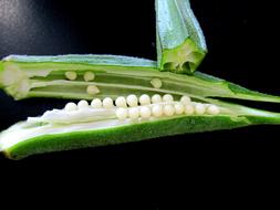 photo of okra seeds