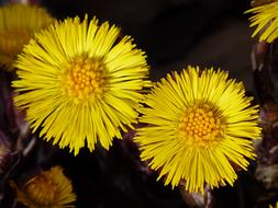macro picture of yellow tussilago farfara Flowers