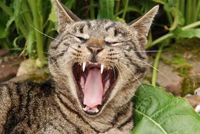 photo of yawning tabby domestic cat