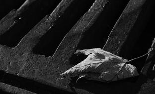 Black and white fallen leaf on greed of Sewerage channel