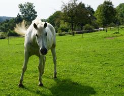 Horse Pasture white