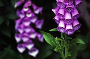 purple foxglove flowers