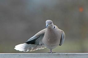 closeup picture of Dove bird