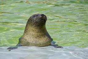 charming Seal