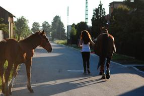 Horses Offspring