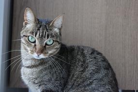 gray domestic cat with green eyes on a background of a wooden wall